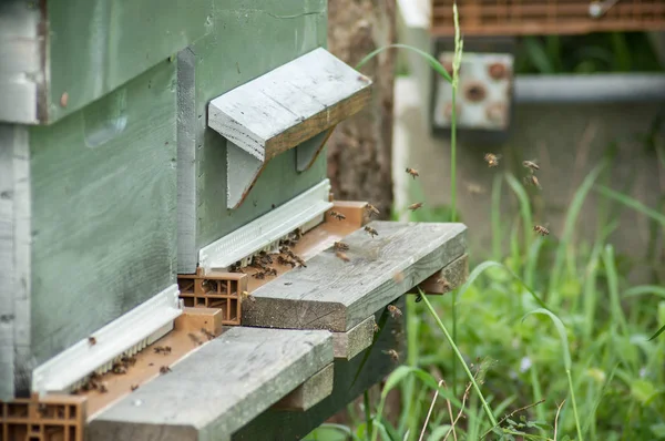 Blue wooden beehives in a green meadow at spring — Stock Photo, Image