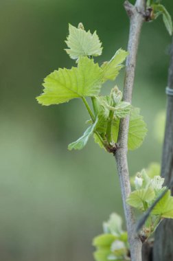 şarap closeup spring adlı bir alan bırakır.