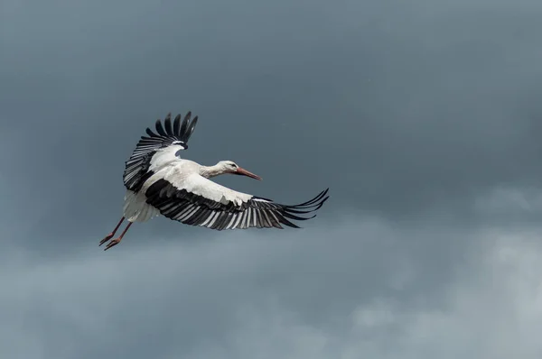 Cegonha voando no céu nublado fundo — Fotografia de Stock