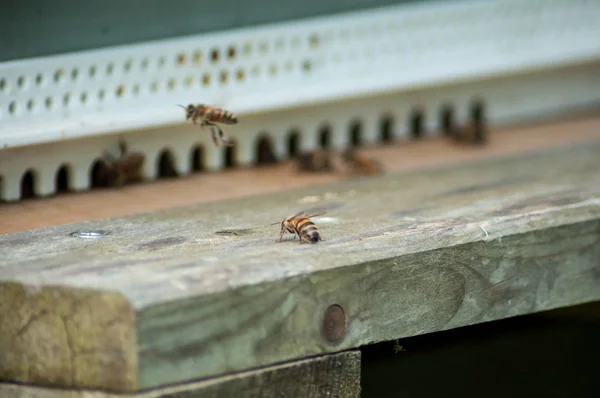 Bees on wooden beehives — Stock Photo, Image