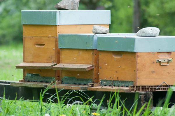 Dřevěné úly na zelené louce na jaro — Stock fotografie