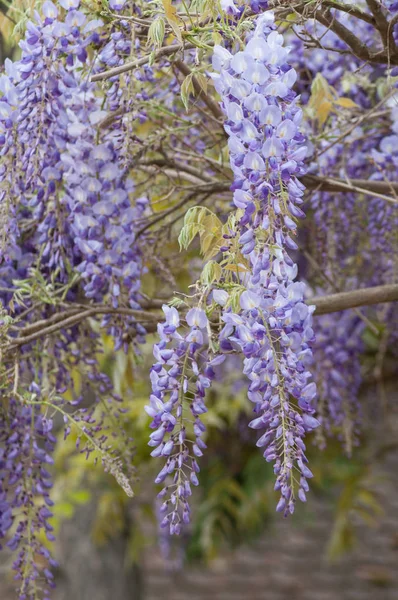 purple flowers of wisteria suspended in the garden