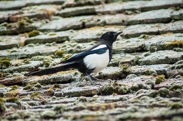 Magpie andando sobre telhas terracota no telhado — Fotografia de Stock