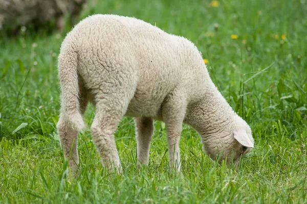 子羊の牧草地で放牧 — ストック写真