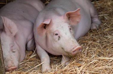  Çiftlikteki domuzlar