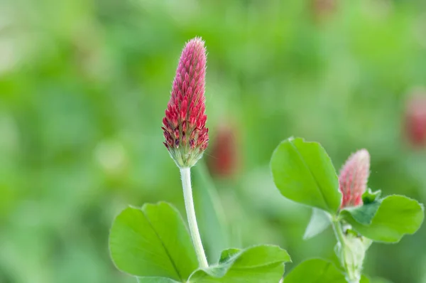 Rode bloemen van klaver in een veld — Stockfoto