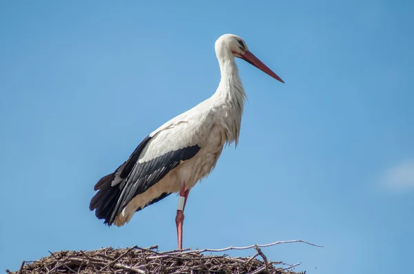 Storch steht im Nest auf dem Dach — Stockfoto