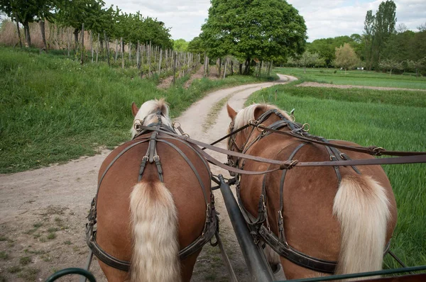 两匹褐色的马走到马车上 — 图库照片