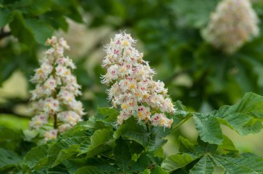  Bir kamu bahçe aesculus hippocastanum çiçeklenir 