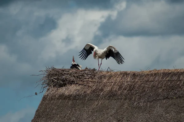 -két gólya a fészekben tetőt állva — Stock Fotó