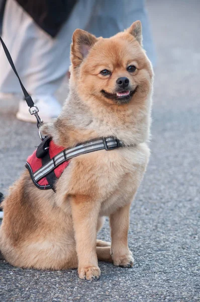 Japanischer Hund sitzt auf der Straße - akita inu dog — Stockfoto