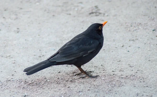 Vértes Blackbird Állva Padlón — Stock Fotó