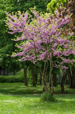 Yahudilik kentsel park (Cercis siliquastrum) ağacında
