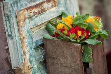  bir pencerede bir alsatian tipik köy yakınındaki ahşap tencerede campanula'lar 