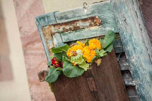 Primroses in wooden pot near a window — Stock Photo, Image