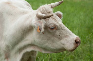  Çayırdaki beyaz inek