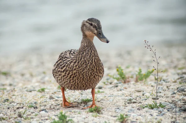 One duck walking on the pebbles beach — Stock Photo, Image