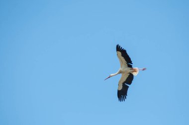 stork flying on blue sky background