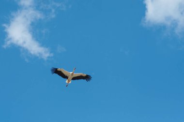  stork flying on blue sky background