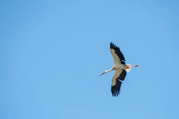 Storch fliegt auf blauem Himmel — Stockfoto