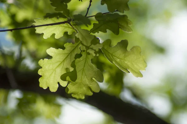 Nahaufnahme Von Sonnenlicht Eichenblättern — Stockfoto