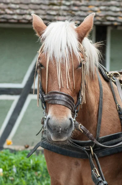 農場の茶色の馬 — ストック写真
