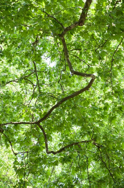 Nahaufnahme Von Sonnenlicht Ahornbaumblättern — Stockfoto