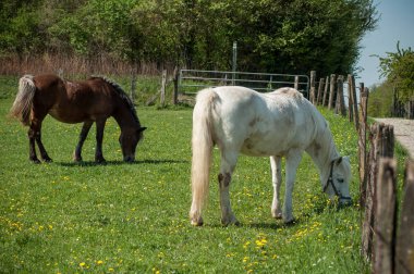 grubu otlayan bir çayırda beyaz ve kahverengi atların