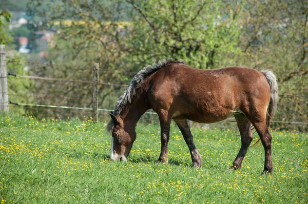 牧草地での茶色の馬の放牧 — ストック写真