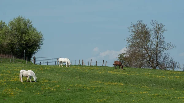 Caballos blancos y marrones pastando en un prado —  Fotos de Stock