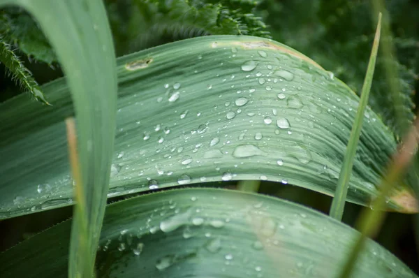 Nahaufnahme Von Regentropfen Auf Pflanzenblättern Garten — Stockfoto