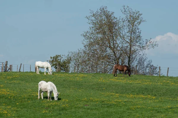 White and brown horses grazing in a meadow — Stock Photo, Image