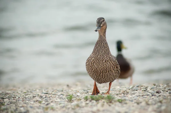 Két kacsa, séta a kavicsos tengerparton — Stock Fotó