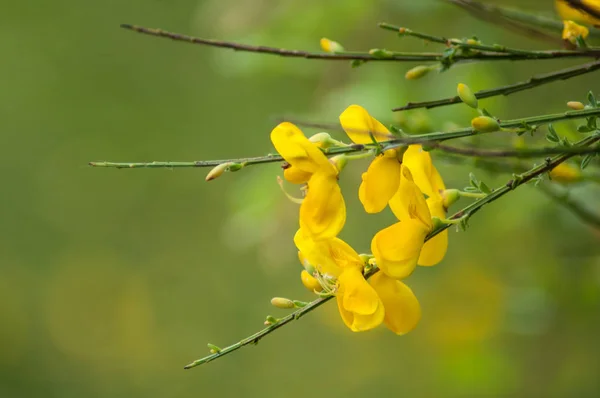 Ginster gelbe Blumen auf grün verschwommenem Hintergrund — Stockfoto