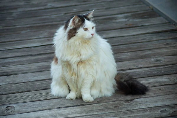 Chat Aux Cheveux Longs Dans Jardin Sur Sol Teck — Photo