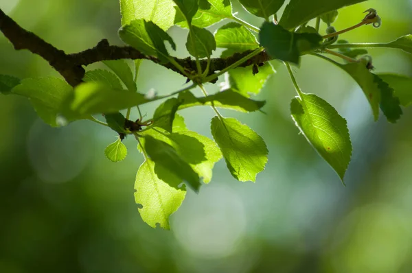 Close Van Zonlicht Appelboom Verlaat — Stockfoto