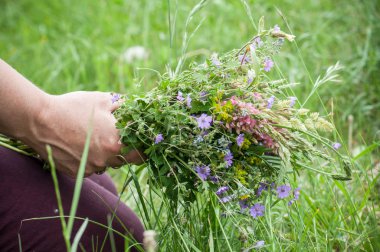 vahşi çiçekler buket bir çayır kadının elinde closeup