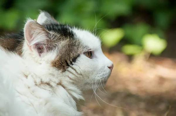 Uzun saç kedi bir Bahçe — Stok fotoğraf