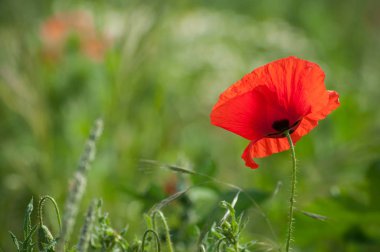 Bahar adlı bir çayırda izole haşhaş