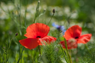 Bahar adlı bir çayırda haşhaş closeup