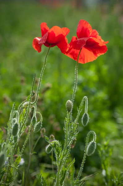 Papoilas em um prado em primavera — Fotografia de Stock