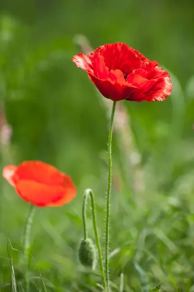 Papaveri in un prato a primavera — Foto Stock