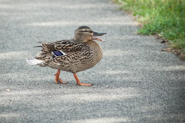 one duck walking on the road