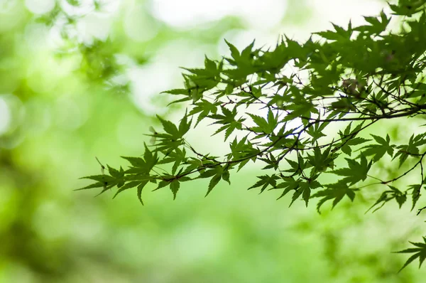 Lumière du soleil sur les feuilles d'érable japonaises dans le gar japonais — Photo