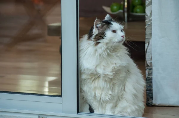Retrato Gato Cabelo Longo Olhando Para Janela — Fotografia de Stock