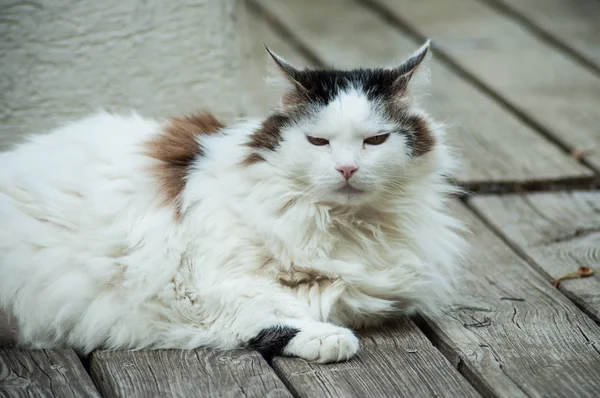 Uzun saç kedi tik katta bir bahçede — Stok fotoğraf