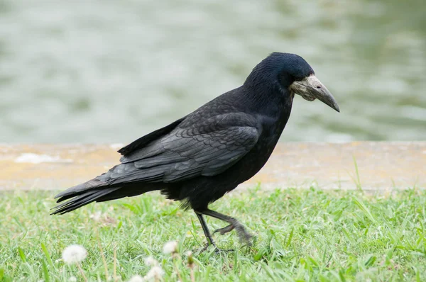 Corvo preto andando na água da fronteira — Fotografia de Stock