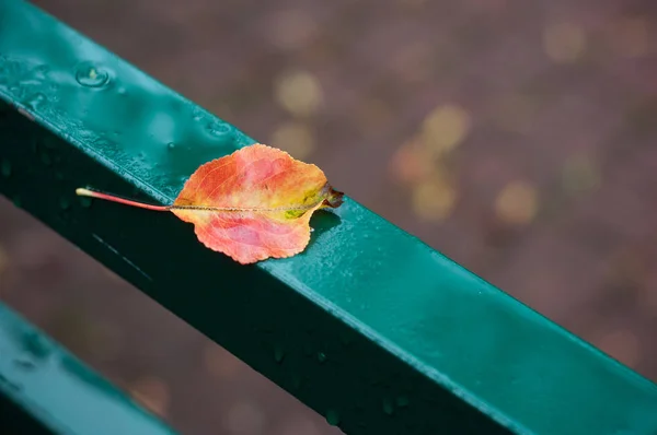 Closeup of autumnal leaf falllen on metallic fence in urban park — Stock Photo, Image