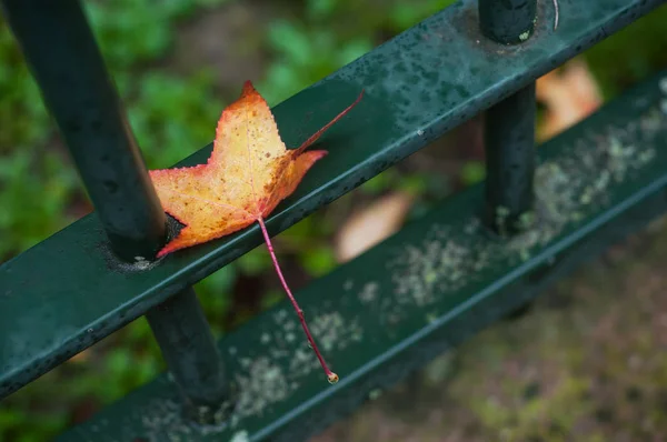 Nahaufnahme von herbstlichem Ahornblatt auf Metallzaun im Stadtpark — Stockfoto
