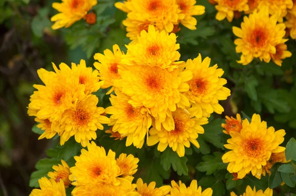 Closeup of orange chrysanthemums bouquet in a garden — Stock Photo, Image